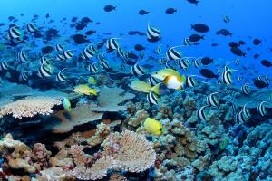 Marine biology research paper ideas