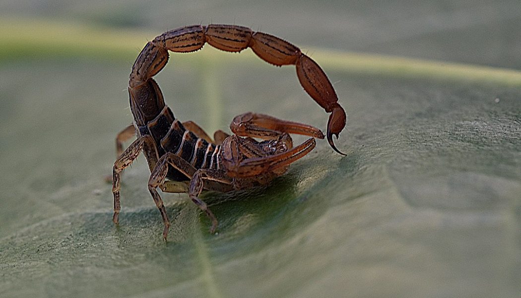 scorpions travel in pairs