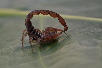 scorpions travel in pairs