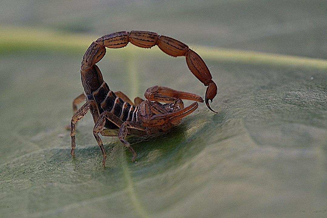 Is it True That Scorpions Travel in Pairs?