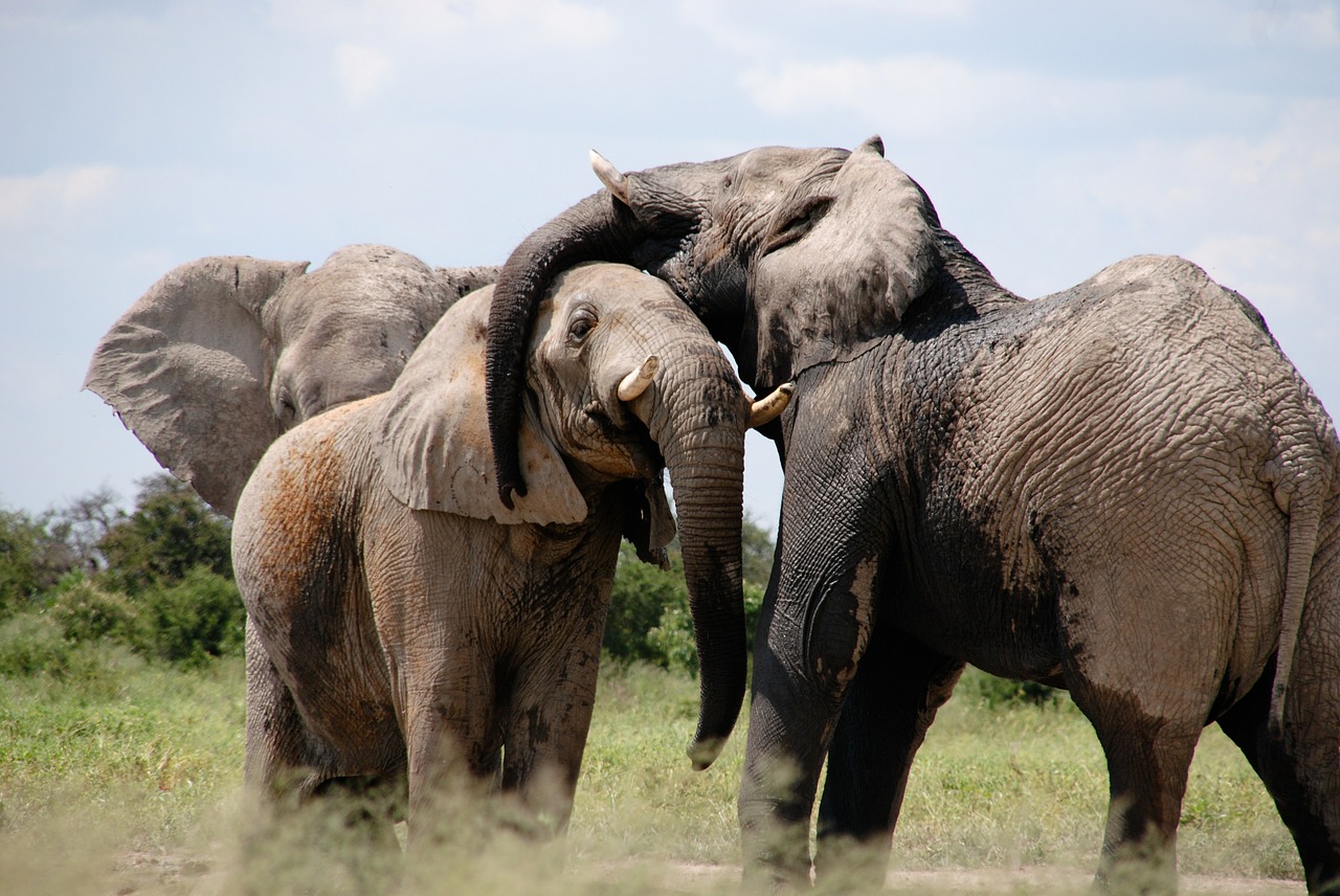 Is it True That Elephants Never Forget?