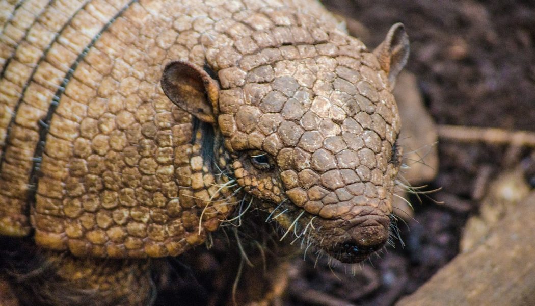armadillo carries leprosy
