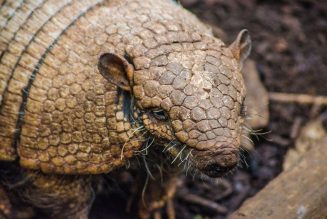 armadillo carries leprosy