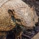 armadillo carries leprosy