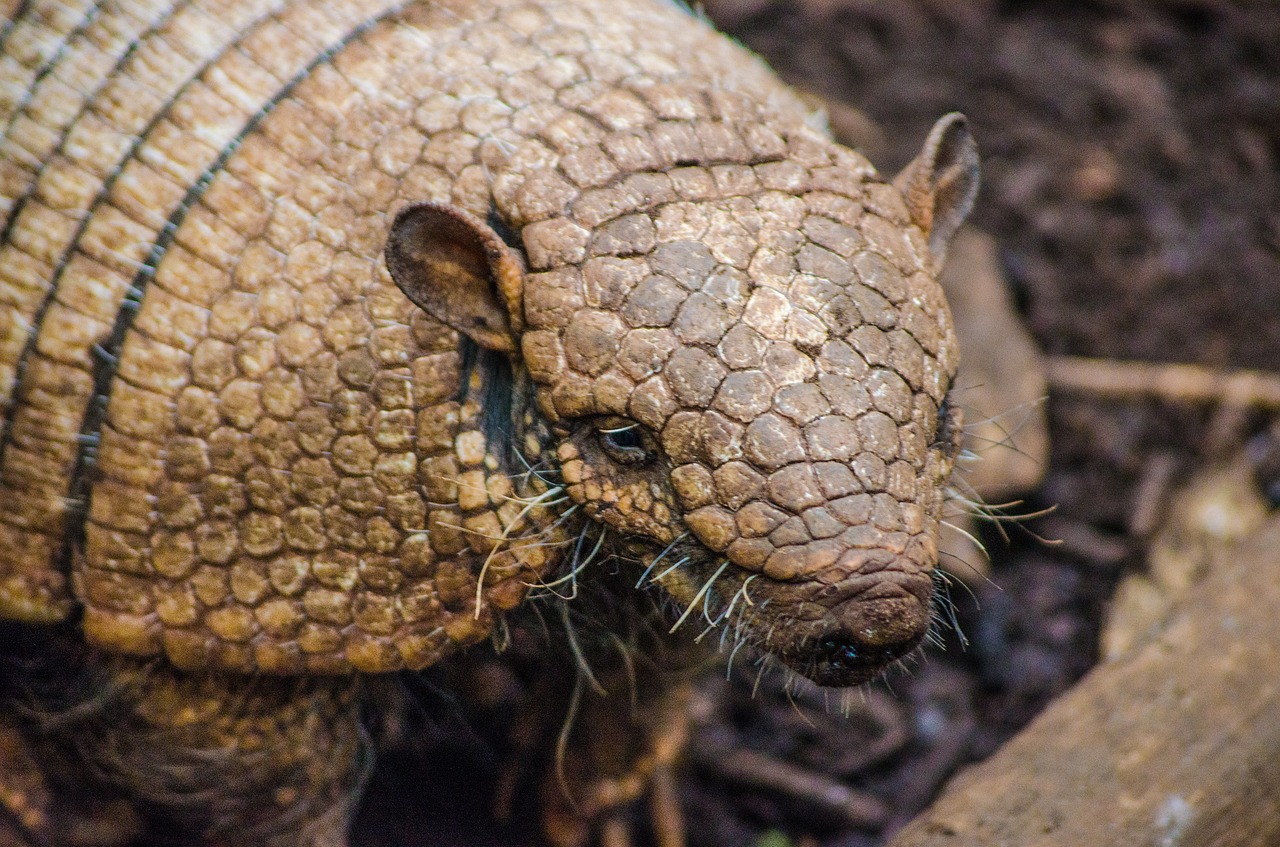 Is it True That Armadillos Carry Leprosy?