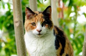 Is it True That All Calico Cats Are Female?