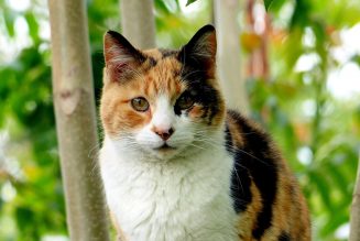 are calico cats female