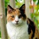 are calico cats female