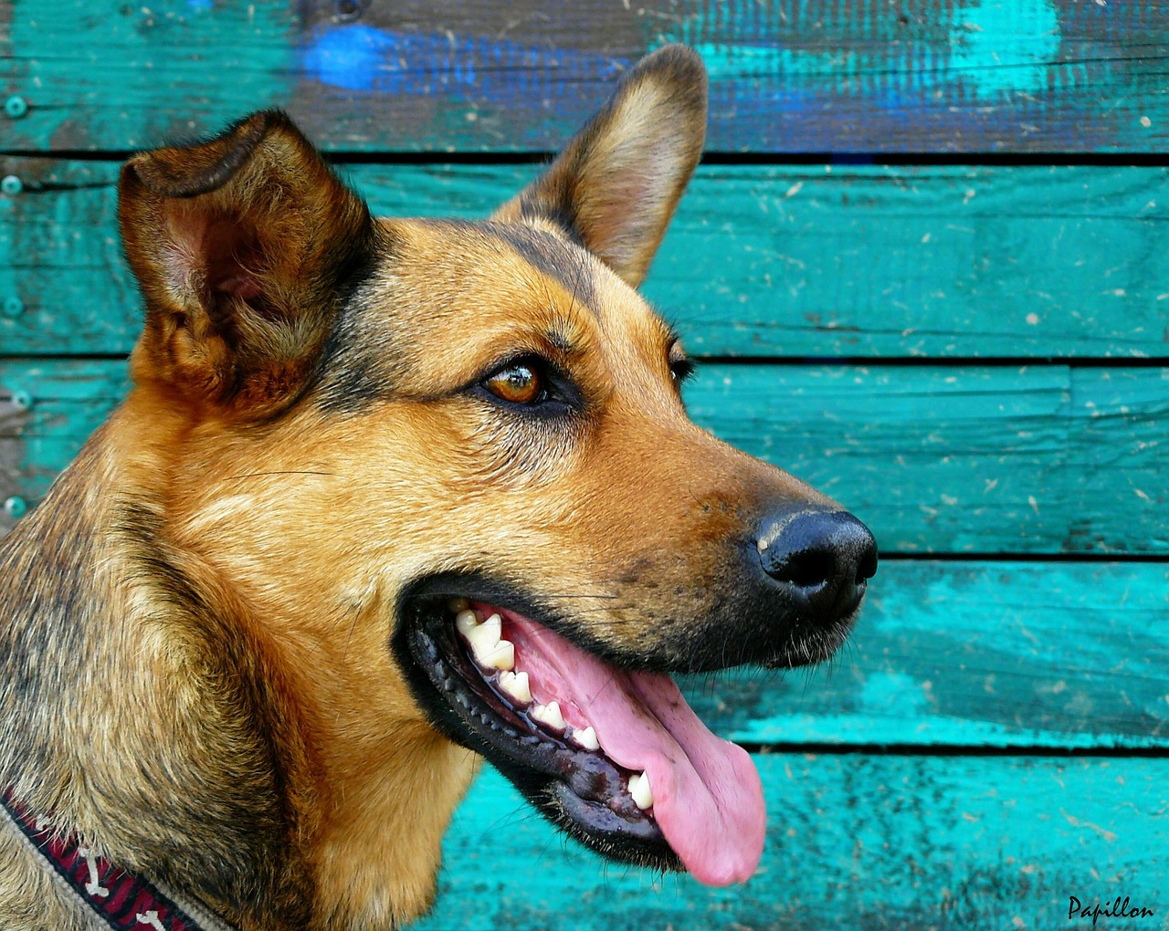 Is it True That Dogs Have the Cleanest Mouths?