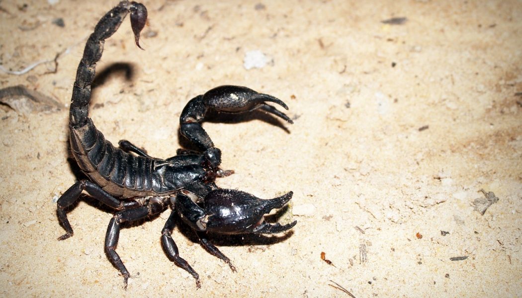 smaller scorpions more deadly