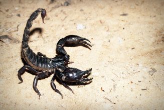 smaller scorpions more deadly
