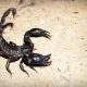 smaller scorpions more deadly