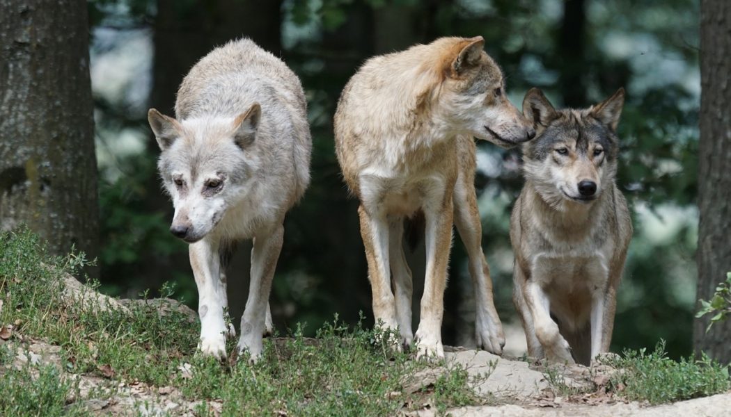 dogs descend from wolves