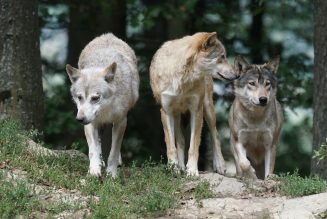 dogs descend from wolves