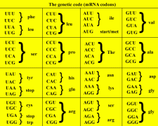 Degenerate Code | Encyclopedia.com