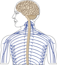 Peripheral Nervous System | Encyclopedia.com